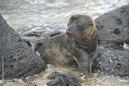 Sealion - Seelöwe - Seehund - Jungtier - nass