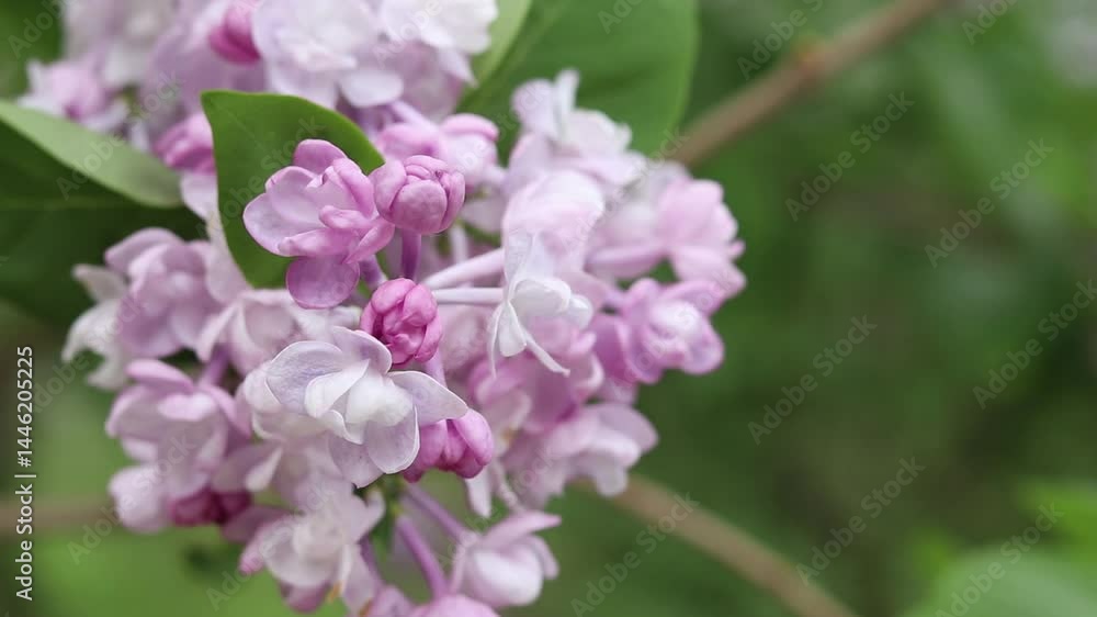 Close-up of lilac bush blossoms with selective focus. Spring background with beautiful lilac flowers. Nature background. Spring in the park. Lilac flowers with a blurred background. Blooming twig Close-up of lilac bush blossoms with selective focus. Spring background with beautiful lilac flowers. Nature background. Spring in the park. Lilac flowers with a blurred background. Blooming twig