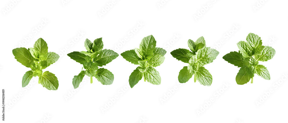 Fototapeta premium Pack of Herb Against Transparent Background for Natural Remedies, Wellness Branding, or Herbal Product Design Projects