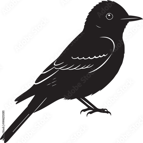 Eastern Phoebe Silhouette Vector Illustration