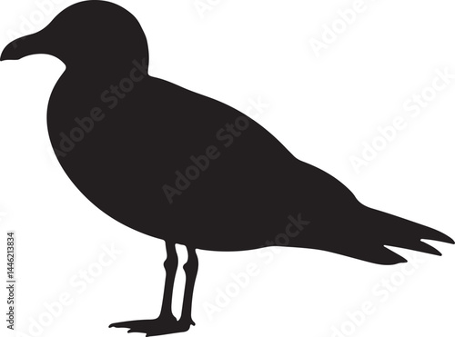 Kelp Gull Silhouette Vector Illustration