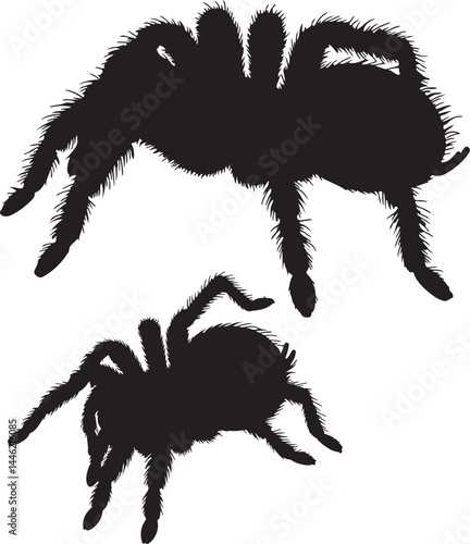 Tarantula Spider Silhouette Vector on White Background