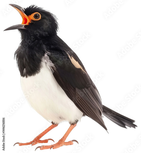 Myna Bird Mimicking Grand Opera in Isolated Setting With Striking Features