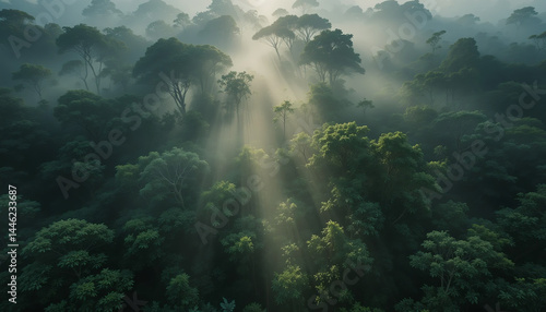 Wallpaper Mural rays of light in forest Torontodigital.ca
