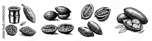 Vintage Cocoa Bean Illustration with Pods and Natural Elements