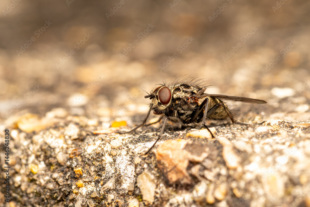 Diptère indéterminé (Diptera indet.) posé sur une pierre en milieu naturel Diptère indéterminé (Diptera indet.) posé sur une pierre en milieu naturel