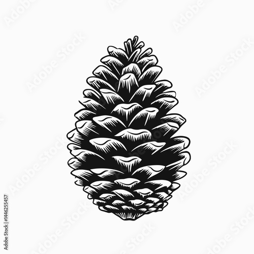 Pinecone drawing illustration black and white nature forest tree plant botanical design art graphic cone