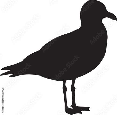 Kelp Gull Vector Silhouette