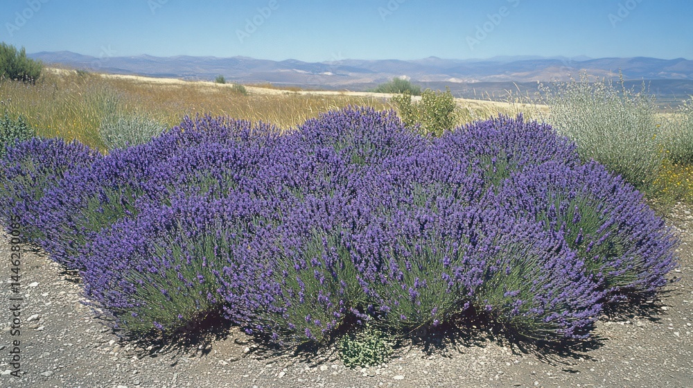 Clusters of lavender blossoms grow on a hillside landscape