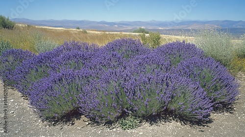 Obraz na płótnie Clusters of lavender blossoms grow on a hillside landscape w salonie