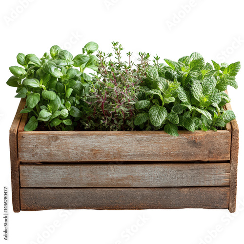 Schilderij op canvas Growing fresh herbs in wooden planter box home garden nature scene isolated on t