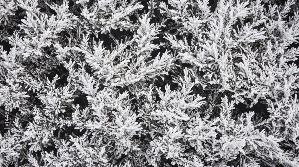 Frosty Evergreen Branches Winter Wonderland Scene