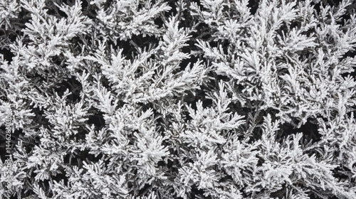 Obraz na płótnie Frosty Evergreen Branches Winter Wonderland Scene w salonie