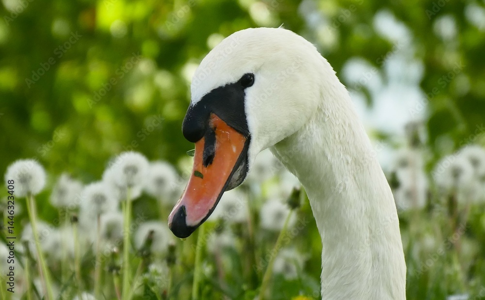Portrait of beautiful swan in dandelion meadow springtime background Portrait of beautiful swan in dandelion meadow springtime background