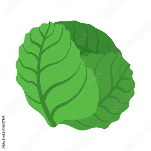 Green lettuce leaves icon. Vector