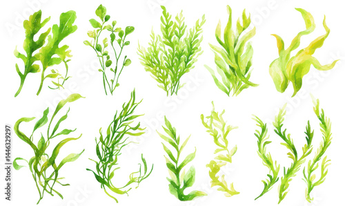 Watercolor Algae and Seaweed Collection for Aquatic Decor and Design Elements