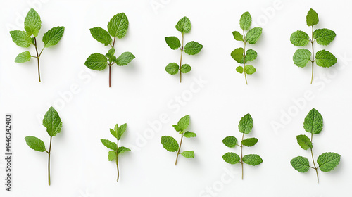 Mint leaf isolated on white background with transparent space