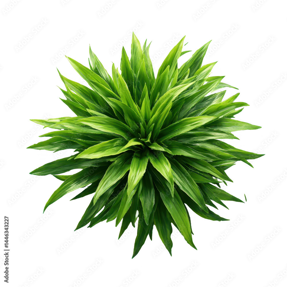 Green leafy plant, top view, isolated on transparent background Green leafy plant, top view, isolated on transparent background