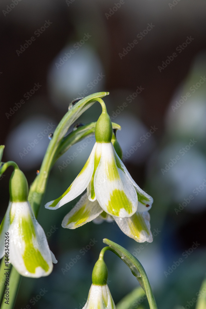 Close up of a galanthus Phil Cornish snowdrop Close up of a galanthus Phil Cornish snowdrop