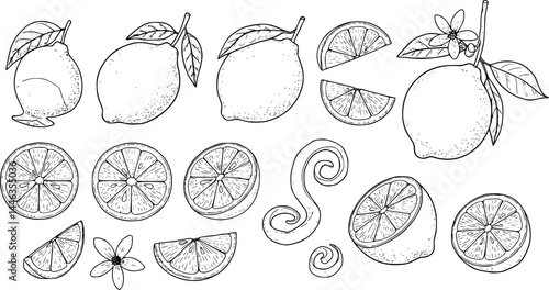 Lemon line icons set vector illustration. Hand drawn outline whole citrus with peel and natural fruit cut into different pieces and circle slices, twists of lemon zest and branch of blossom and leaves