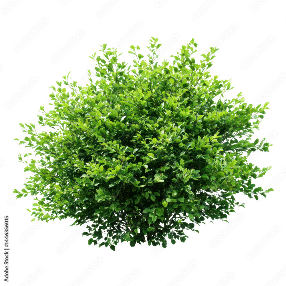 Green bush with small leaves isolated on transparent background Green bush with small leaves isolated on transparent background