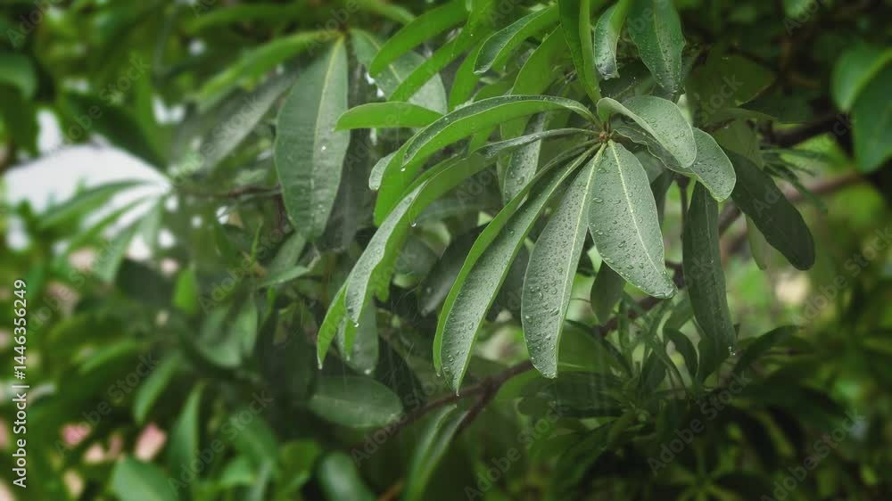 Rainwater cascading on lush green leaves in a tropical garden during a heavy downpour Rainwater cascading on lush green leaves in a tropical garden during a heavy downpour