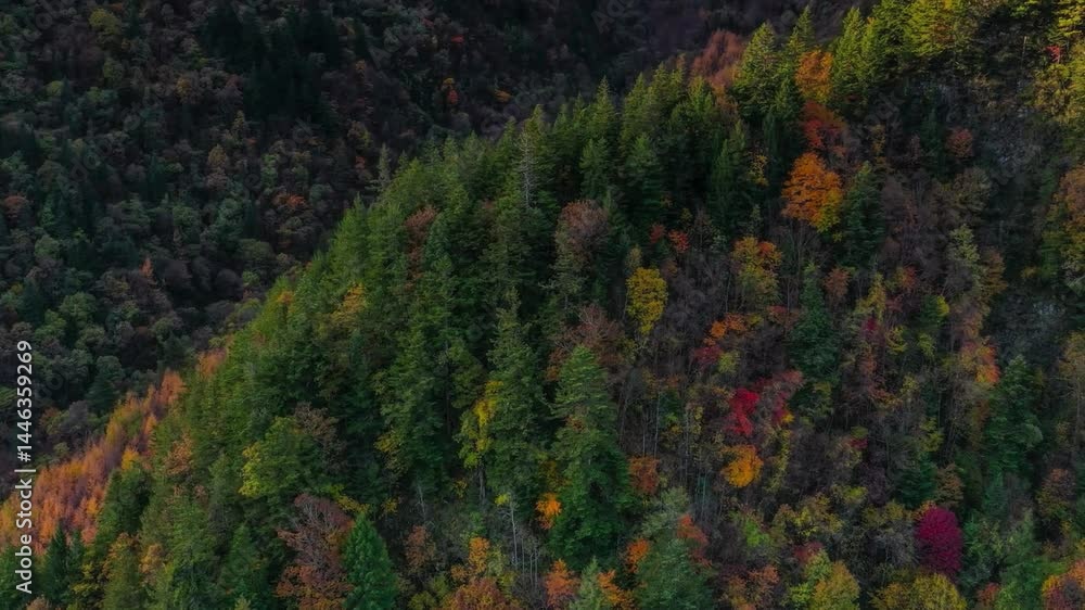 Aerial View of Autumnal Forest Landscape with Diverse Foliage Aerial View of Autumnal Forest Landscape with Diverse Foliage