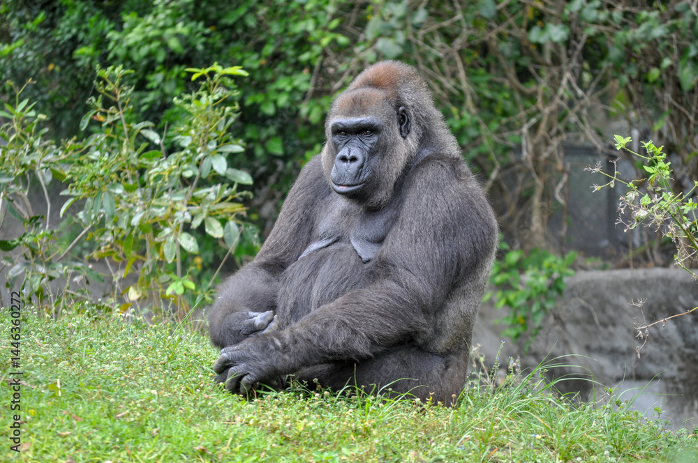 Gorilla Gorilla