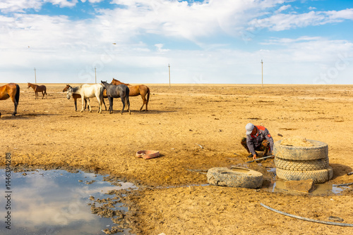 Wild horses drinking water from a spring in the desert of the Aral Sea,  Uzbekistan