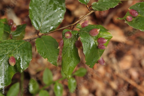 beech gall midge