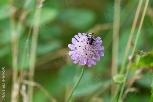 Knautia arvensis with cerambycidae