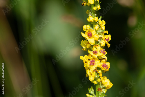 Verbascum - mullein