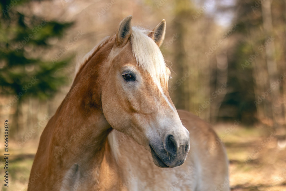 Obraz premium Portrait of a haflinger gelding in a forest in early spring outdoors