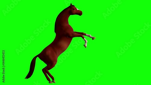 Horse in green screen
