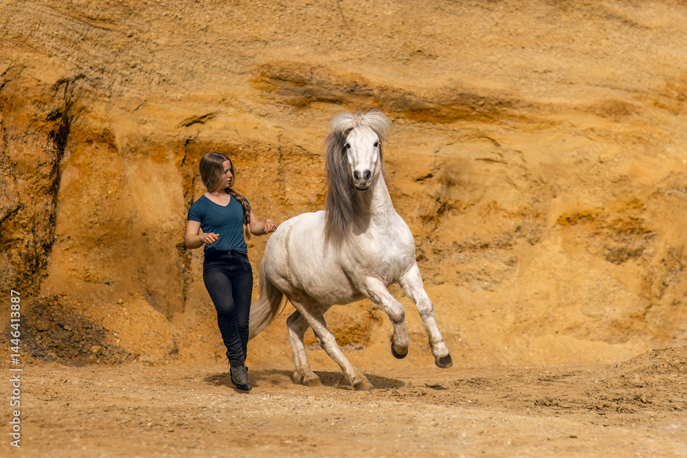 A young woman and her white icelandic horse gelding interacting in a sand pit; horsemanship concept