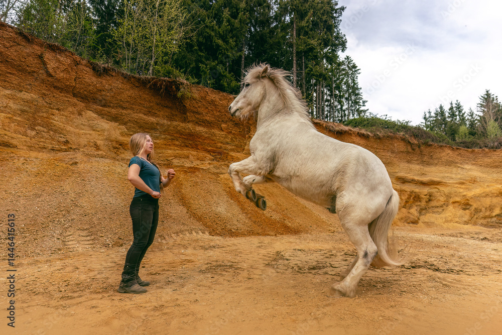 A young woman and her white icelandic horse gelding interacting in a sand pit; horsemanship concept