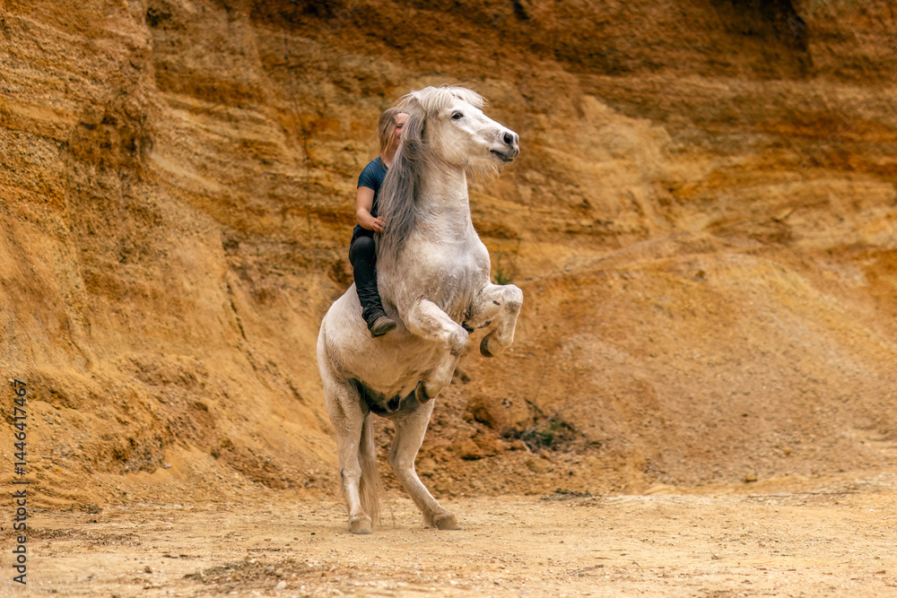 A young woman and her white icelandic horse gelding interacting in a sand pit; horsemanship concept