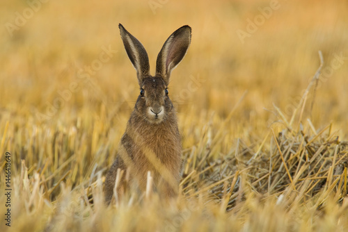 European hare (Lepus europaeus) sits upright in a golden stubble field. Harvest landscape setting. Curious and alert mood.