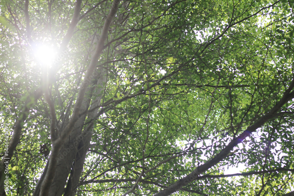 Naklejka premium Under the beautiful tree in the background