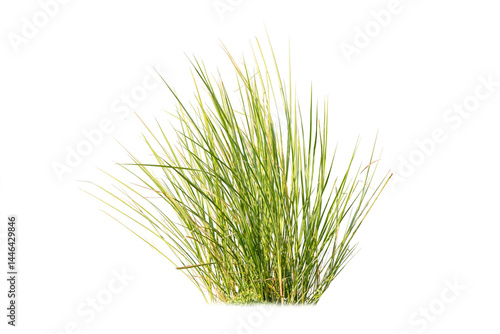 Quadro su tela Green Grass Border isolated on white background