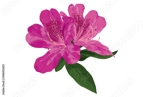 Azalea Flower
