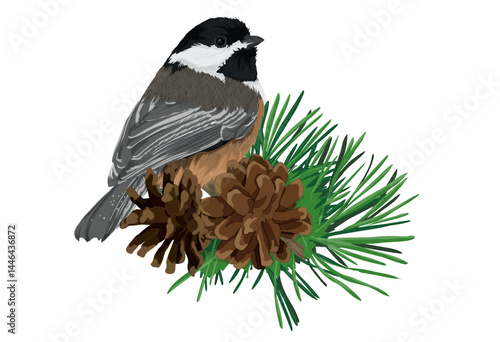 Black Capped Chickadee and pine cones