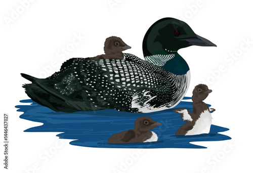 Common Loon & Loonlets (babies)
