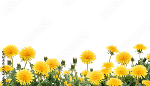 Fototapeta Naklejka Na Ścianę i Meble -  yellow dandelions border, png transparent background, png file with white space for text in the middle of it, png, white background