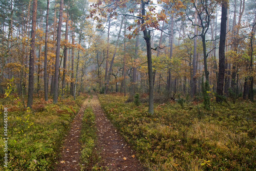 Fototapeta premium Kampinoski Park Narodowy