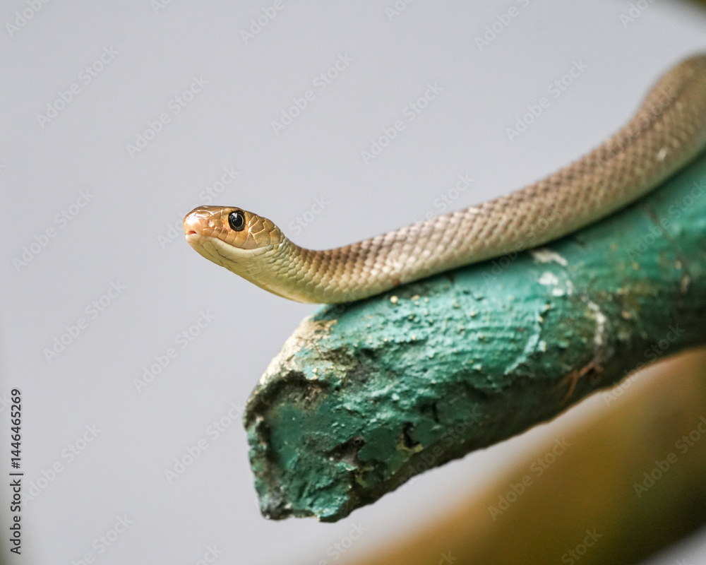 Obraz premium close up of a snake