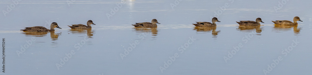 Duck Lined Up Duck Lined Up