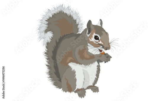 Eastern Gray Squirrel
