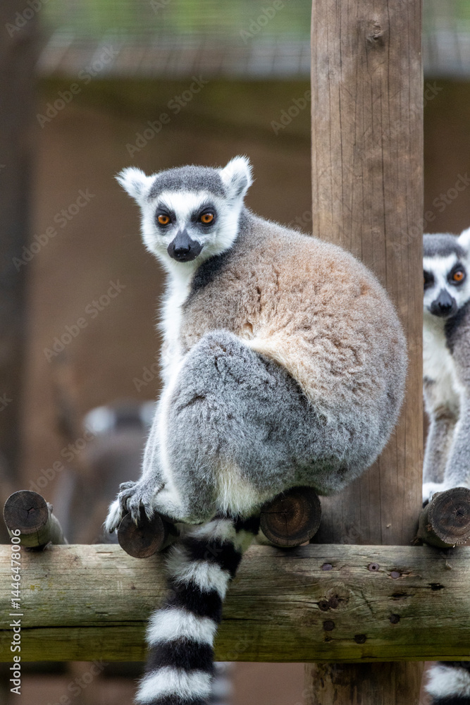 Fototapeta premium ring-tailed lemur (Lemur catta)