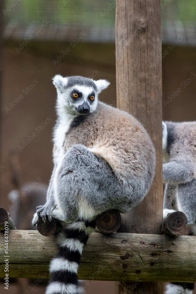 Fototapeta premium ring-tailed lemur (Lemur catta)